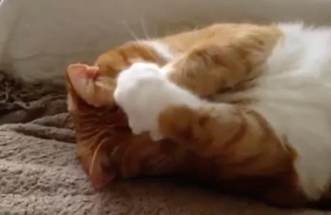 Guarda i migliori video per WhatsApp Gatto si copre il muso con le zampe