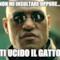 NON MI INSULTARE OPPURE.... TI UCIDO IL GATTO