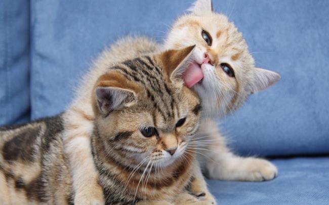 Festa nazionale del gatto: 17 febbraio Gattini che si coccolano