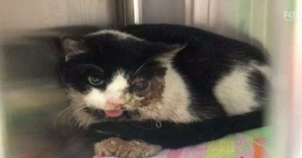 I gatti zombie esistono davvero: ecco Bart Bart, il gatto Zombie tornato dall'Oltreomba