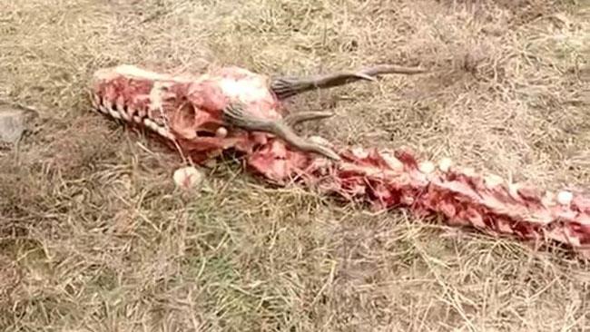 scheletro-drago-cina Un esempio di drago cinese, simile a quello trovato nei giorni scorsi.