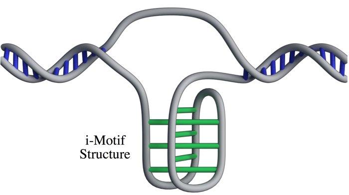 La forma i–motif