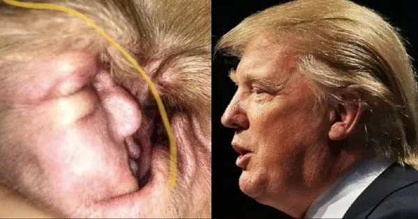 La ciste all'orecchio di un cane che somiglia a Trump La ciste all'orecchio del cane e Trump