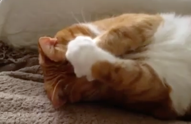 Guarda i migliori video per WhatsApp Gatto si copre il muso con le zampe
