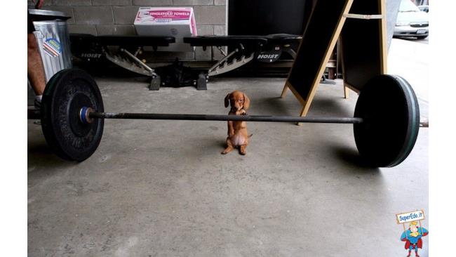 cagnolino_che_cerca_di_fare_palestra
