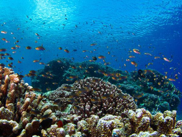 Uno scatto di una barriera corallina
