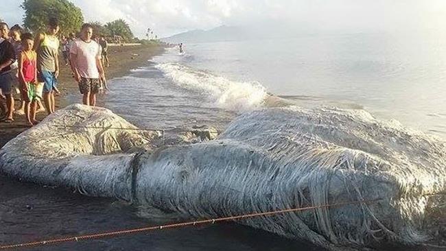 Mostro Marino La carcassa di un misterioso animale spiaggiato nelle Filippine