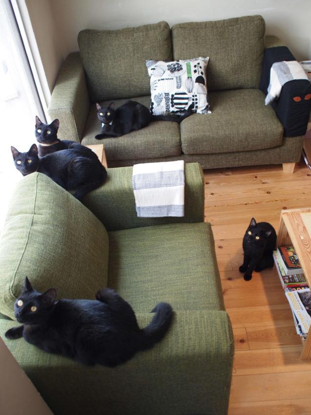 Il café dei gatti neri
