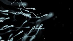I nostri "piccoli amici" alla riscossa!