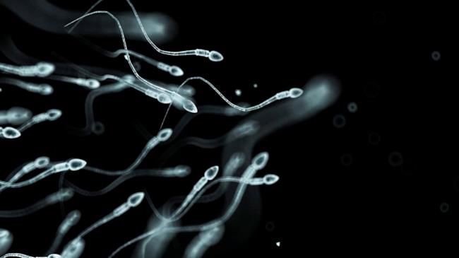 Nel mondo vi è un calo della conta spermatica del 50% I nostri "piccoli amici" alla riscossa!