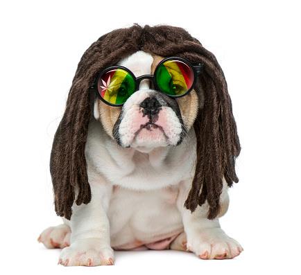 cane con capelli dreadlocks