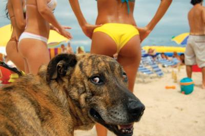 Un cane guardone in spiaggia