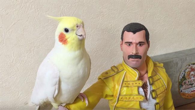 Umani e animali, tutti adorano Freddy Mercury e i Queen Mya-Cyan appollaiata sul braccio della statuetta di Freddy Mercury