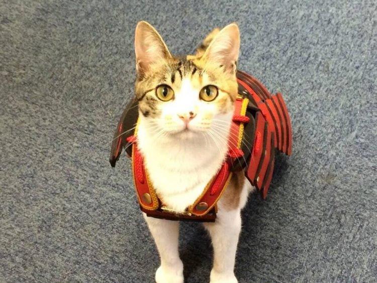 Primo piano del gatto con il costume di un eroe giapponese