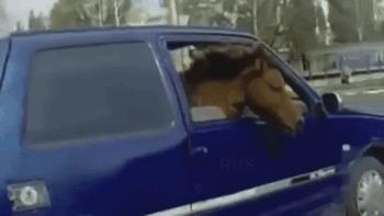 Un cavallo viaggia in auto al posto del passeggero - Le GIF più divertenti da scaricare e condividere