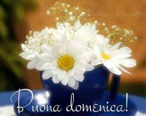 Delle margherite e la scritta buona domenica