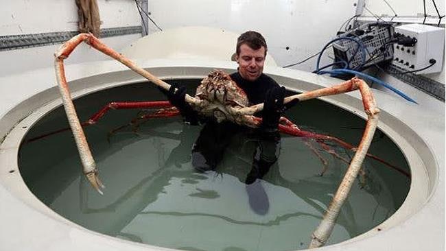 Gli animali più grossi del mondo Il granchio gigante del Giappone