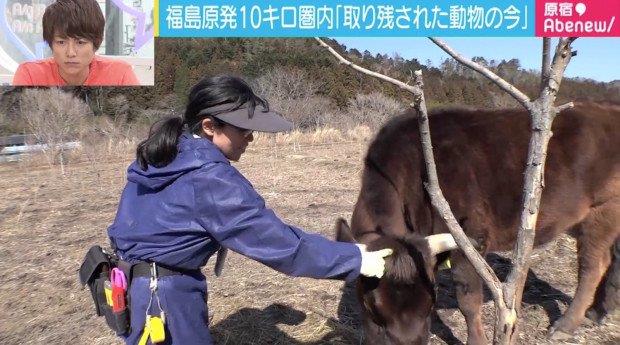 Un'immagine della donna che sfama le mucche di Fukushima