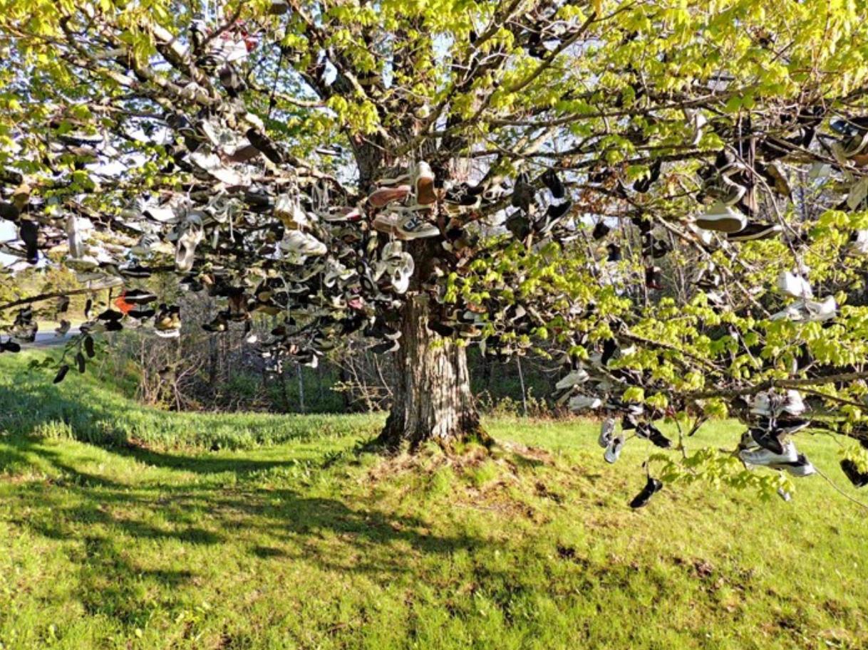 Appendere scarpe agli alberi è una moda popolare