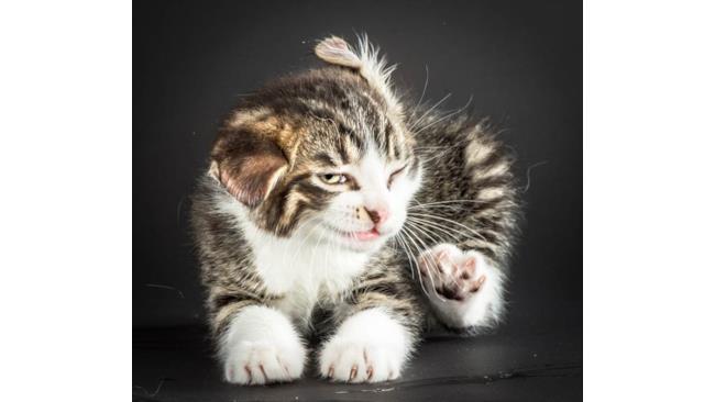 Gatti che si scuotono e si grattano