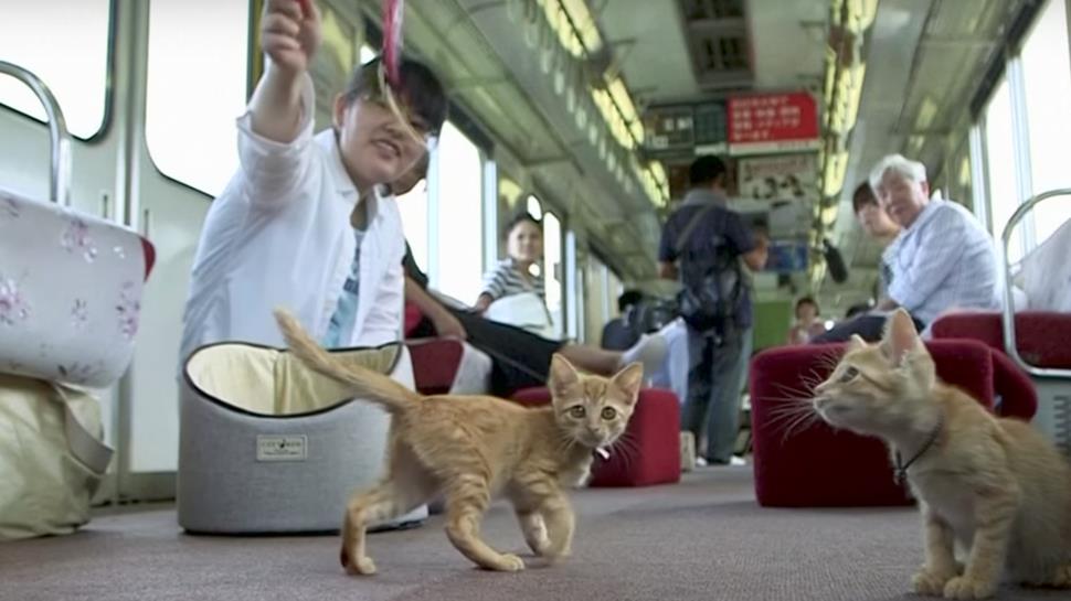 Il cat-cafè train