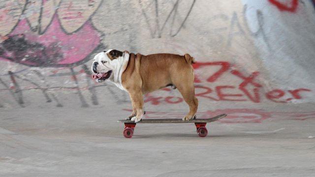 Tillman, il cane skater è morto Il cane Tillman