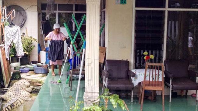 Il coccodrillo domestico indonesiano La foto del mostruoso coccodrillo nel giardino di casa