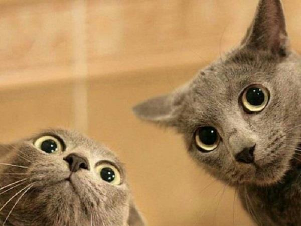 Due gatti con espressione stupita