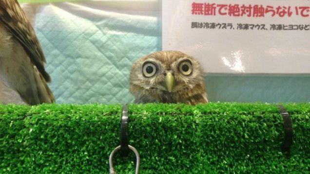 Nei café per animali si può mangiare insieme ai propri animali preferiti Un gufo in un café