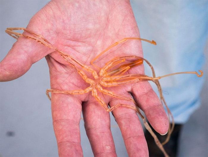un esemplare di Il ragno di mare