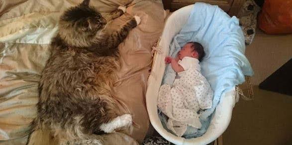Il gatto più grosso del mondo