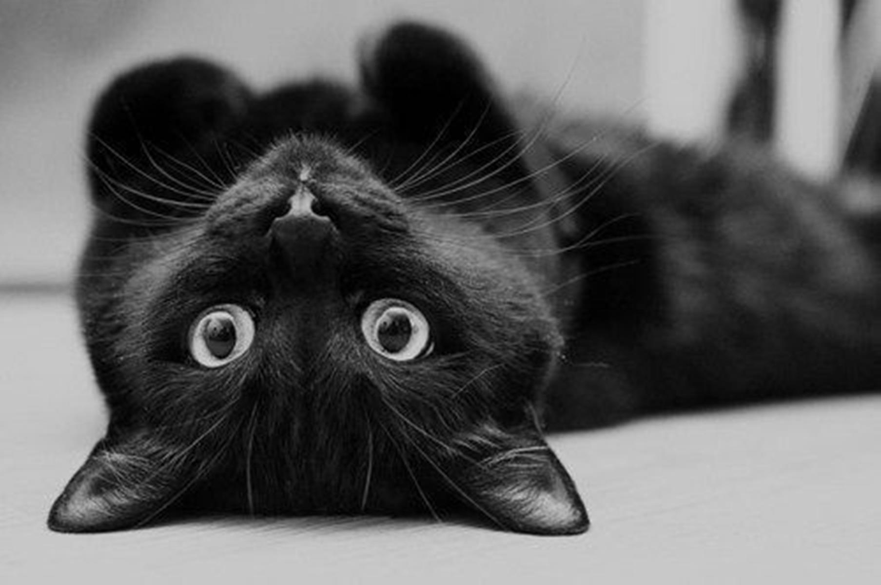 Gatto nero a testa in giù