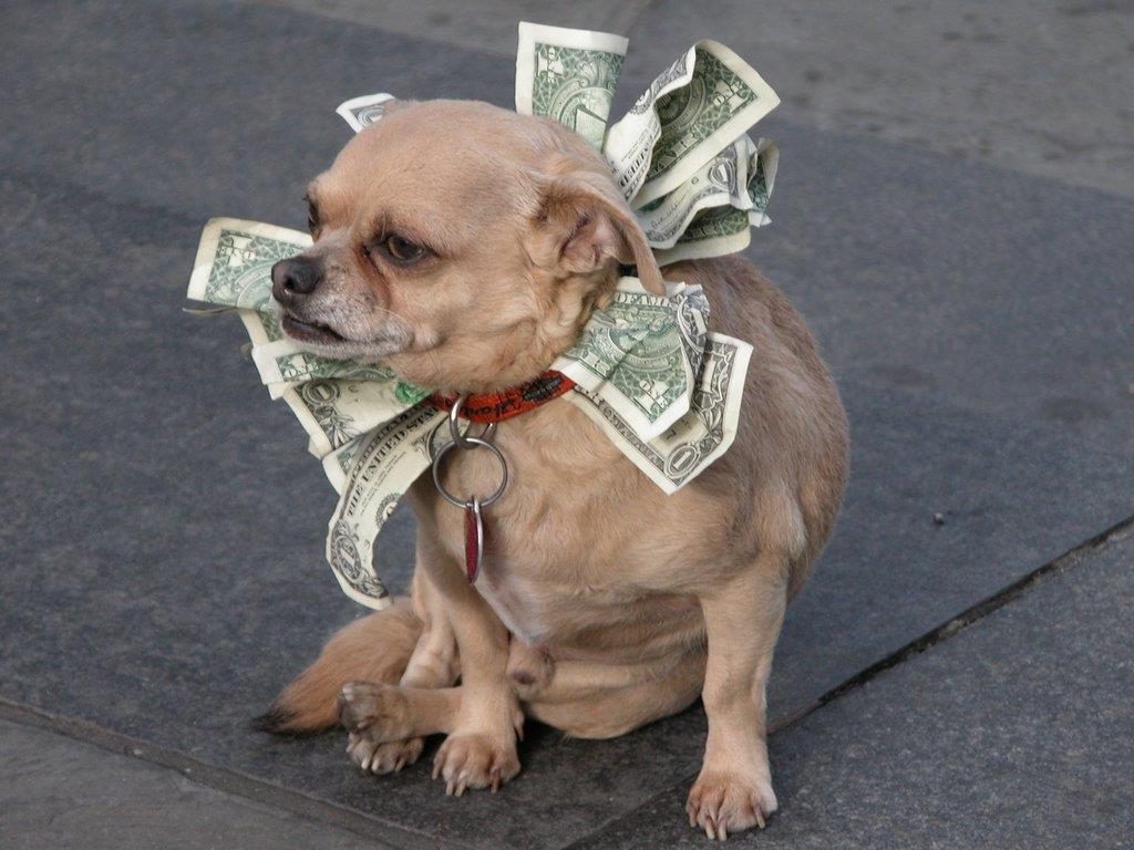 La foto di un piccolo cane