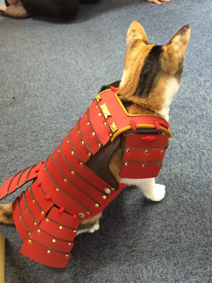Il gatto che indossa il costume ispirato al famoso eroe giapponese visto dalle spalle