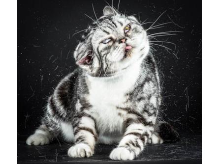 Peli Di Gatto Ovunque