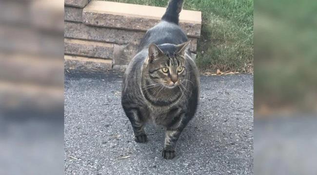 Il gatto muscoloso La foto del gatto