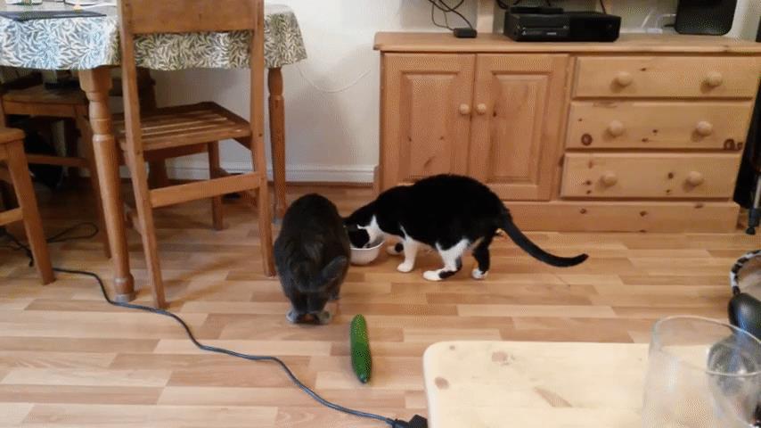 Due gatti subiscono l'attacco di un cetriolo