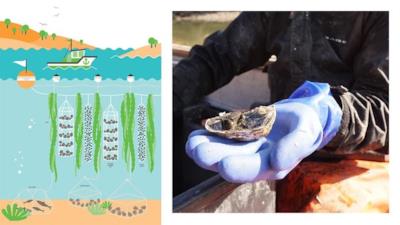 GreenWave 3D Ocean Farm in azione