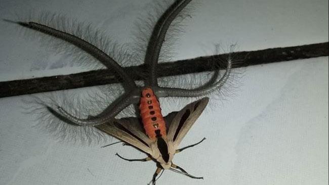 La mostruosa falena che sta terrorizzando il web La mostruosa falena