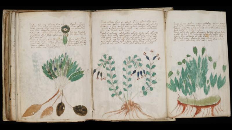 Una parte del Manoscritto di Voynich, in cui sono presenti diverse illustrazioni di piante.