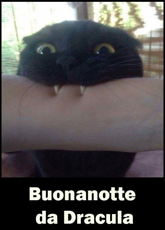 Un gatto che morde un braccio