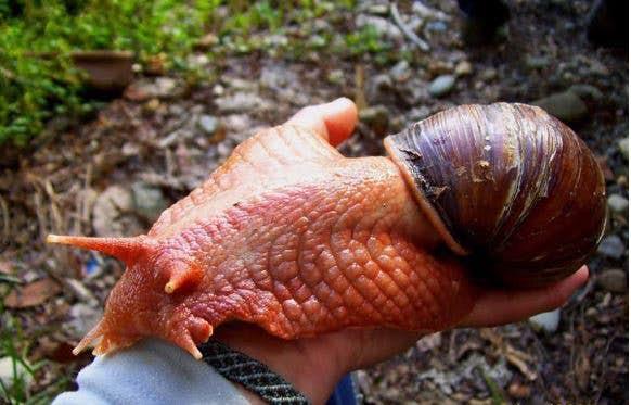 La lumaca gigante africana