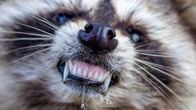 Procioni zombie mostrano i denti agli abitanti di una cittadina americana Un "procione zombie" che ringhia in preda a un attacco di isterismo