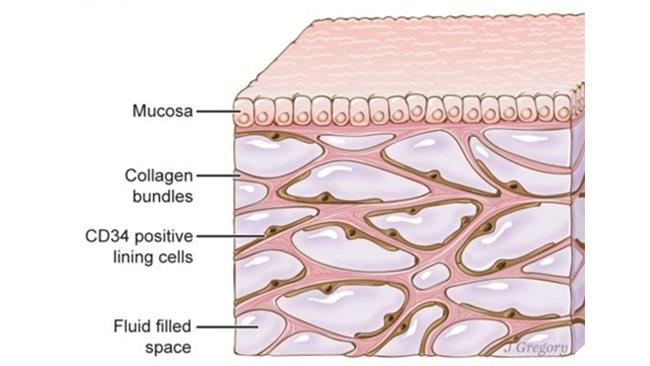 Il nuovo organo umano scoperto dagli scienziati si chiama interstizio Alcune cellule dell'interstizio