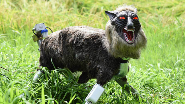 Super Monster Wolves sfruttati per spaventare i cinghiali Lupo robot messo a difesa del raccolto in Giappone