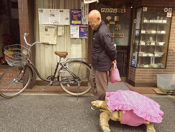La tartaruga gigante dell'uomo giapponese con un vestito rosa
