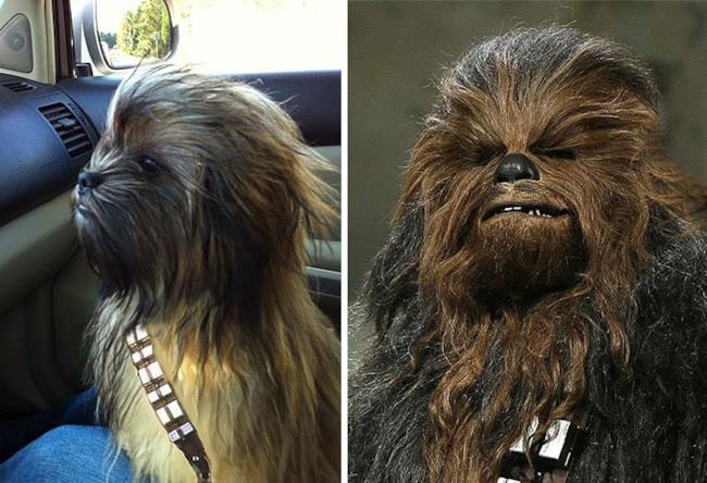 cane che somiglia a Chewbecca