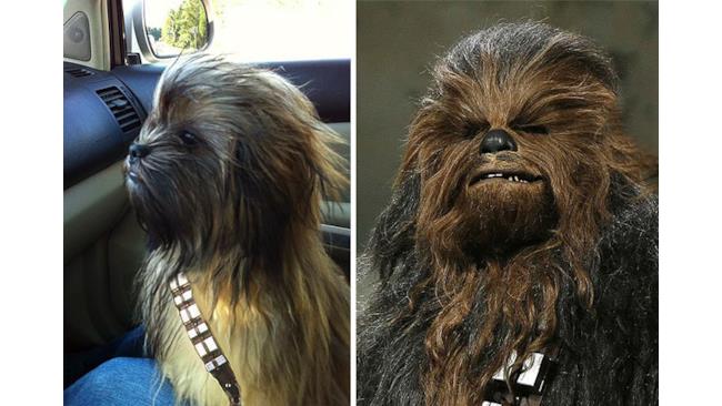 cane che somiglia a Chewbecca