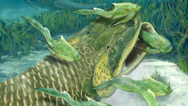 Un nuovo fossile scoperto in Cina Il nuovo fossile di pesce scoperto in Cina