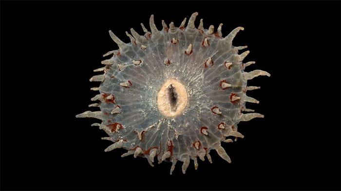 Un Corallimorph